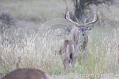 Extra wide racked whitetail buck on trail of doe Stock Photo