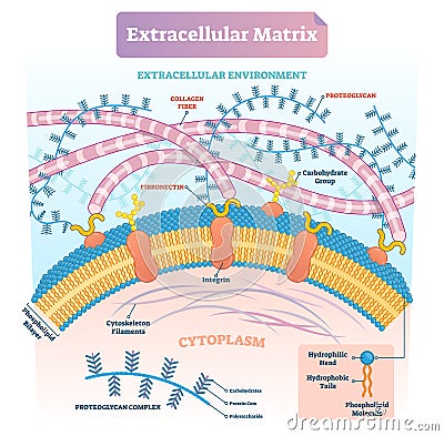 Extracellular matrix labeled infographic vector illustration scheme. Vector Illustration