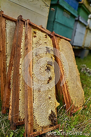 Extracting combs with honey from bee hive Stock Photo