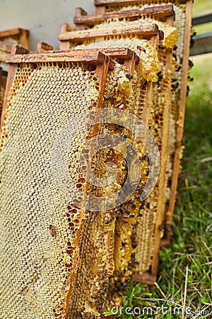 Extracting combs with honey from bee hive Stock Photo