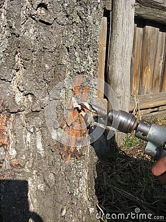 Extraction of birch juice Stock Photo