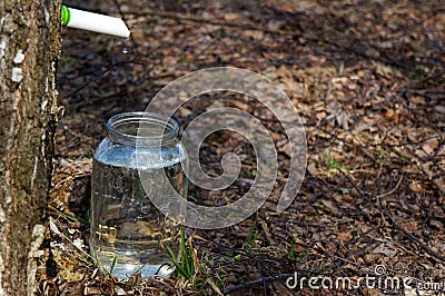 Extraction of birch sap Stock Photo