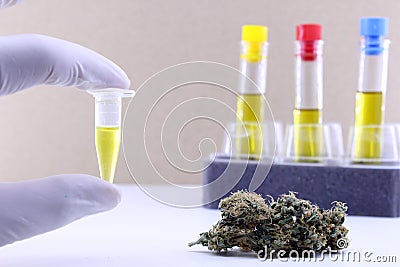 Extraction of cannabis oil Stock Photo