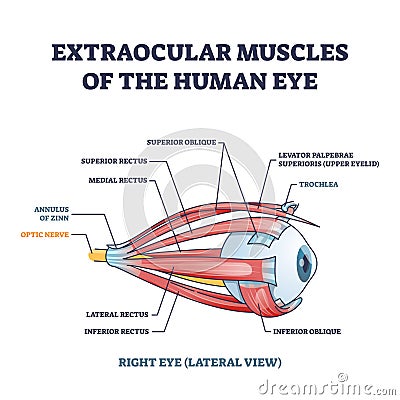 Extraocular muscles of human eye with muscular anatomy outline diagram Vector Illustration