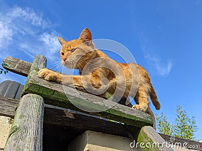 Extraordinarily beautiful cat against the blue sky Stock Photo