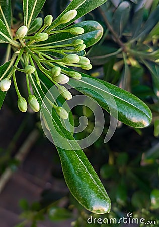 Extraordinarily beautiful close-up of green plants Stock Photo