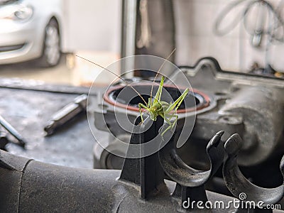 Extraordinarily beautiful insects on the designing iron Stock Photo