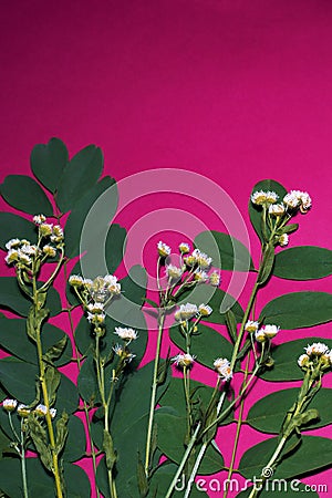 An extraordinary composition of green leaves and small field daisies Stock Photo