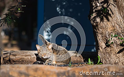 The extraordinary ninja cat Stock Photo