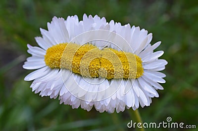 Extraordinary daisy quintuple as wide as normal Stock Photo