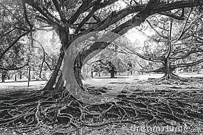 Extraordinary and old roots of trees in Sri Lanka Stock Photo