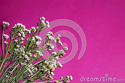 The extraordinary small field daisies composition on a neon pink background Stock Photo