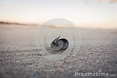 Extraordinary Tiny seashell Stock Photo