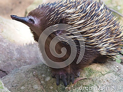 A Curious Spectacular Short-Beaked Echidna. Stock Photo