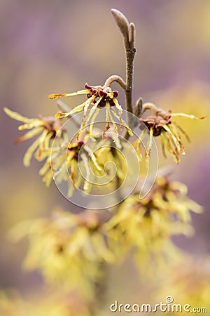 Witch hazel Hamamelis Ã— intermedia `Arnold Promise` in flowe Stock Photo