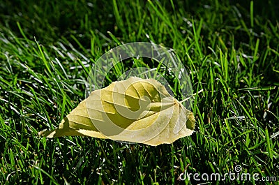 Extraordinary yellow leaf on green grass texture background Stock Photo