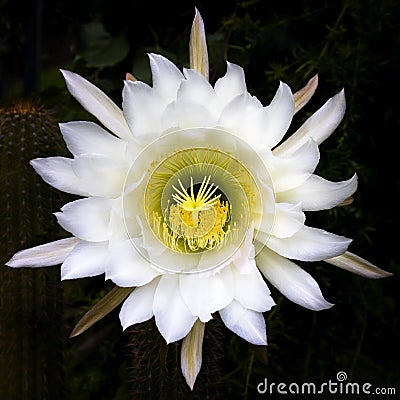 Huge White and Yellow Extravagant Cactus Flower Stock Photo