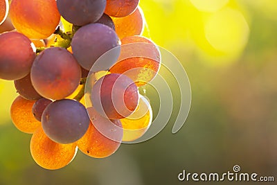 Extrem close-up of rose wine grapes in the morning sun Stock Photo