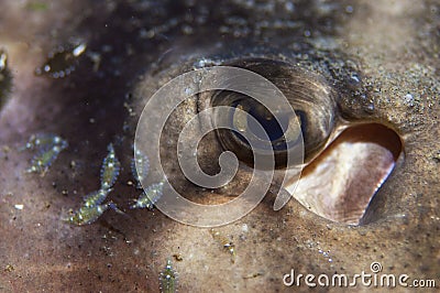 A close up of a banded guitar fish Stock Photo