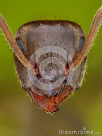 Extreme close up of ant head Stock Photo