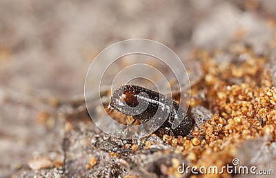 Extreme close-up of a Bark borer working on wood, Stock Photo