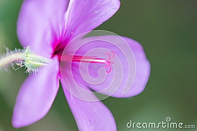 Extreme close up of a colourful flower stamen and stigma. Stock Photo