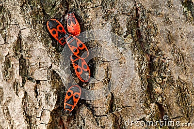 Extreme close up of five black and red Firebug insects Pyrrhocoris apterus, four adults and one nymph on the last instar, in a Stock Photo