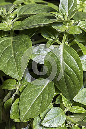 Extreme close-up of French thin leaf basil Ocimum basilicum Editorial Stock Photo