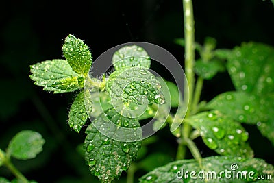 Extreme close-up of green Lemon balm leaf with water drops on dark background Stock Photo
