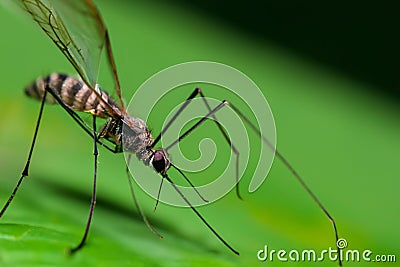 Macro shot of a mosquito on a leaf Stock Photo