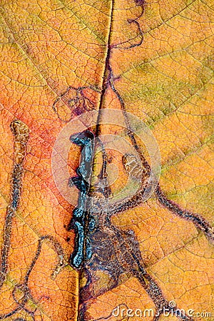 A closeup of the veins on an autumn leaf. Stock Photo