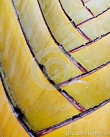 Extreme close-up of palm tree fronds Stock Photo