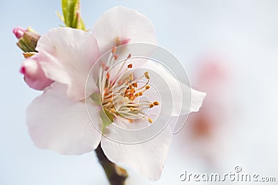 Extreme close-up of pink almond blossoms against blue sky Stock Photo