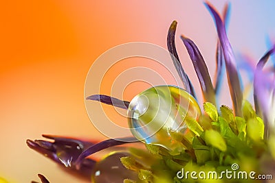 Extreme close up shot of water droplet on a flower Stock Photo