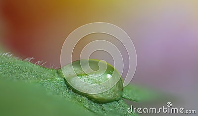 Close up shot of water droplet on a leaf Stock Photo