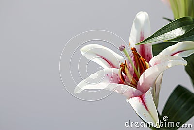 An Extreme Close-Up of a Single Tiger Lilly with Copy Space on the Left Side. Stock Photo