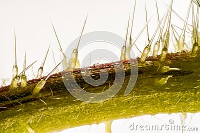 Extreme close up of of stinging nettle stemUrtica dioica Stock Photo