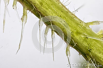 Extreme close up of stem of stinging nettle Urtica dioica Stock Photo