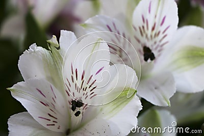 An Extreme Close-up of Two White Alstroemeria Lilies with Small Violet Markings with deep Purple Stigma. Stock Photo