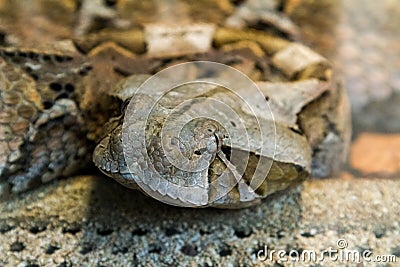 Extreme close up view of venomous snake head Stock Photo