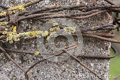 Lichens growing on a rusty barbed wire Stock Photo