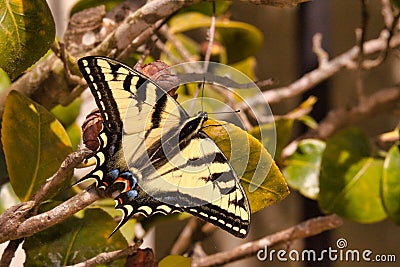 Extreme close-up of a yellow swallowtail butterfly. Stock Photo