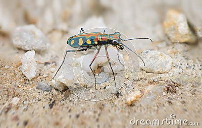Extreme Closeup of a Brightly Colored Tiger Beetle in the Wild Stock Photo