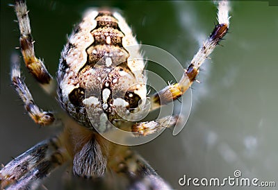 Extreme closeup of European garden spider on spider web Stock Photo