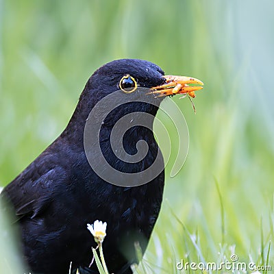 extreme closeup of male common blackbird Stock Photo