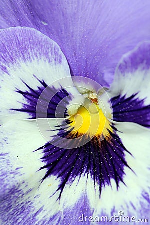 Extreme Closeup on a Pansy Flower Stock Photo