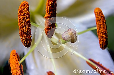 Extreme closeup of Pollen and Stigma from Lily flower Lilium candidum Stock Photo