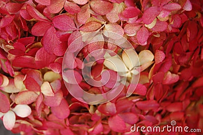 Beautiful detail of red and white hydrangea from greenmarket in closeup Stock Photo