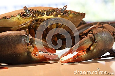 A variety of close up views and angles of a live fresh mud crab. Claws, mouth face and shell detail. Wild caught crustacean. Inter Stock Photo