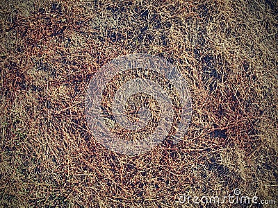 Extreme dryness. Dry dead grass. Concept of life cycle Stock Photo